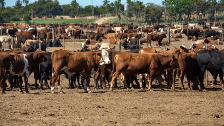 RS é reconhecido pelo Chile como zona livre de aftosa sem vacinação