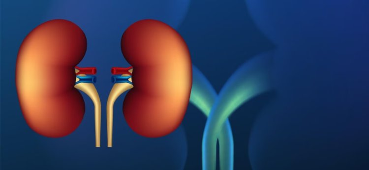 Seus rins estão saudáveis? Saiba o que é a doença renal crônica e como preveni-la