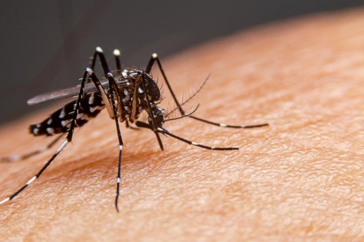 Você é um 'ímã de mosquito'? Saiba por que algumas pessoas parecem mais 'apetitosas' para o inseto