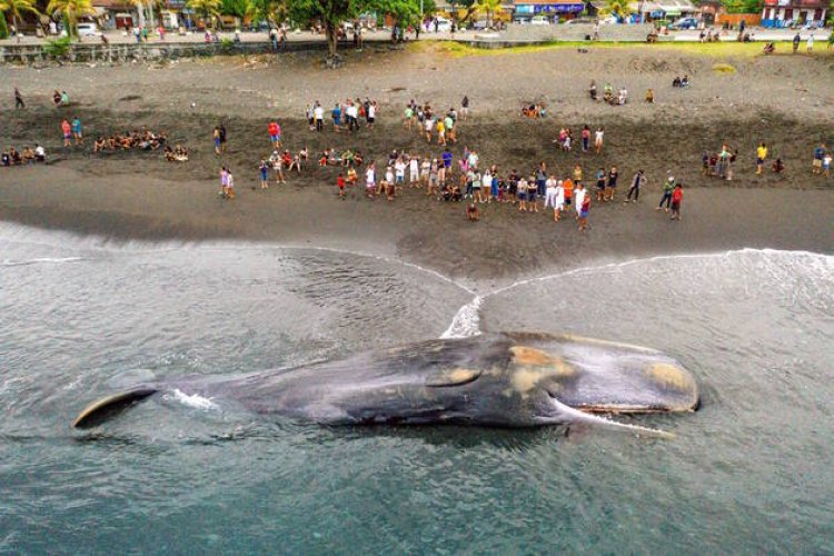 Três baleias morrem encalhadas em praia de Bali sob suspeita de ingestão de plástico