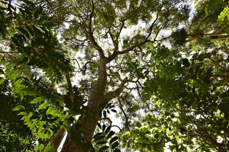 Senado exclui de MP brecha que pode aumentar o desmatamento na Mata Atlântica