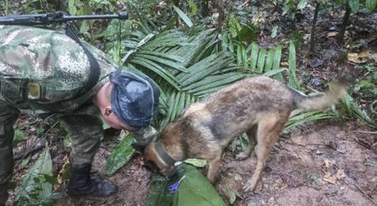 Crianças resgatadas na Colômbia fazem desenhos sobre o cão Wilson, ainda desaparecido