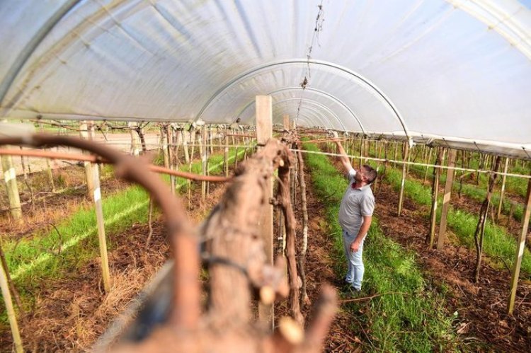 Como os recursos do Plano Safra estão sendo utilizados por produtores rurais no Rio Grande do Sul