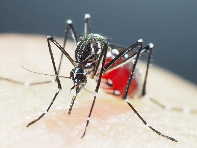 Dengue: Anvisa aprova nova vacina, que protege também quem nunca teve a doença