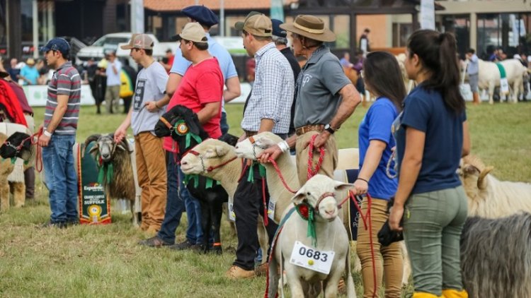 Expointer 2023 contabiliza 4.275 animais de argola e rústicos inscritos